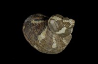 藏品(高腰蠑螺)的圖片